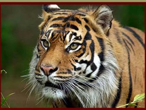 Rencontre tigre thailande